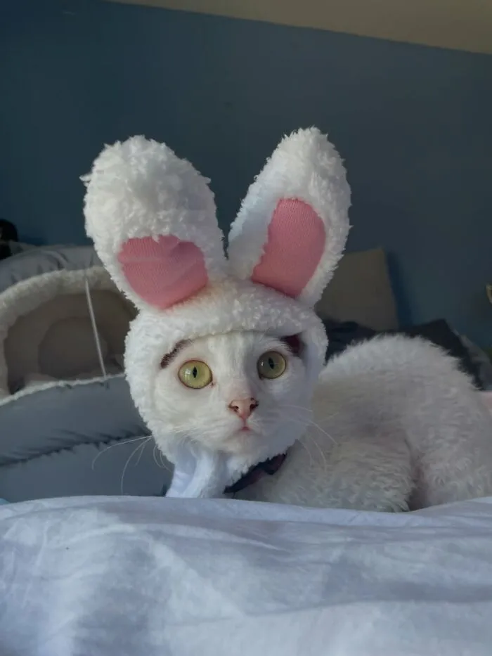 30 Cute Photos Of A Devon Rex Cat That's Capturing Hearts One Post At A Time
