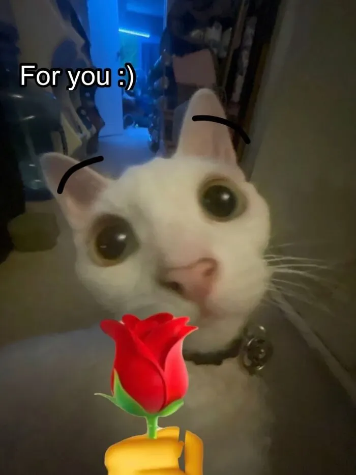 30 Cute Photos Of A Devon Rex Cat That's Capturing Hearts One Post At A Time