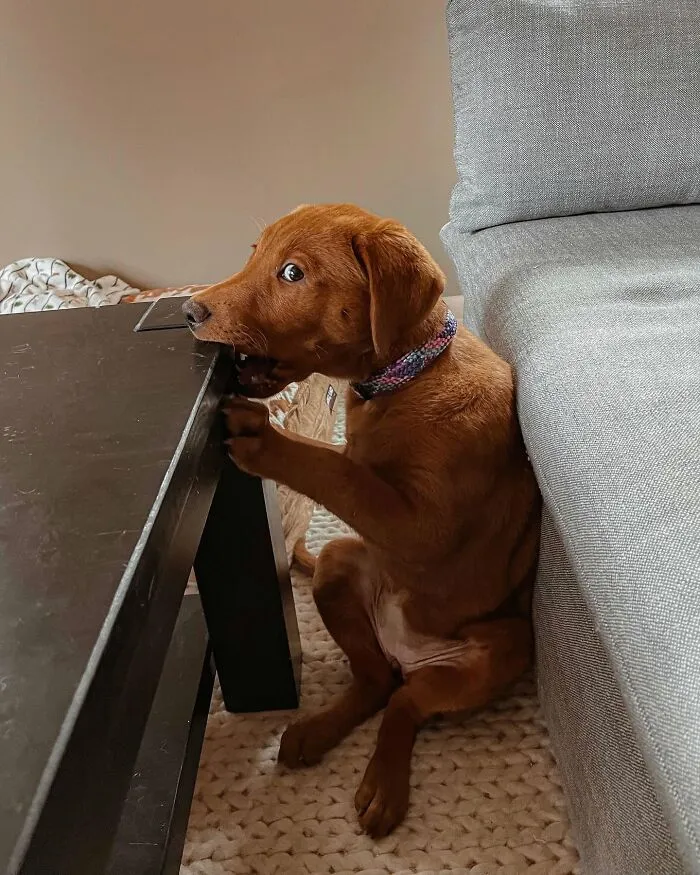 40 Hilarious And Heartwarming Dog Photos That Stole The Internet’s Heart
