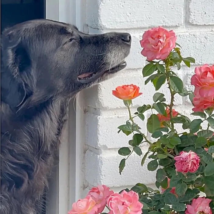 This Page Shared 27 Photos Of Dogs Who Made Their Owners Laugh Without Even Trying