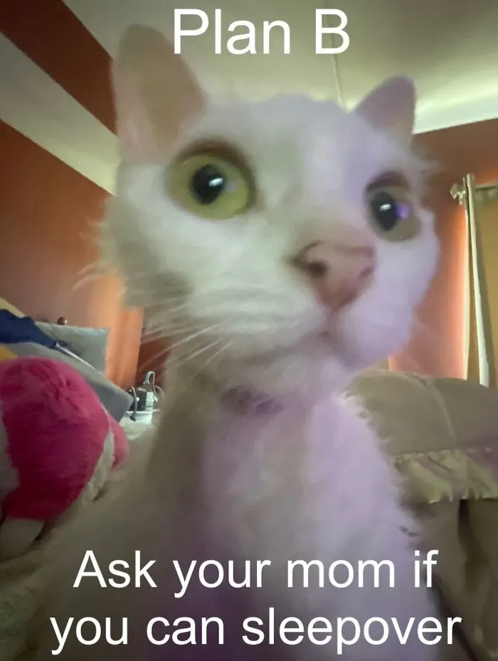 30 Cute Photos Of A Devon Rex Cat That's Capturing Hearts One Post At A Time