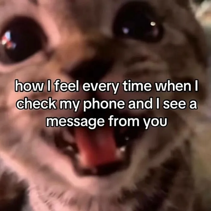 A wide-eyed cat with an open mouth, a hilarious meme expressing excitement about receiving a message, very relatable.