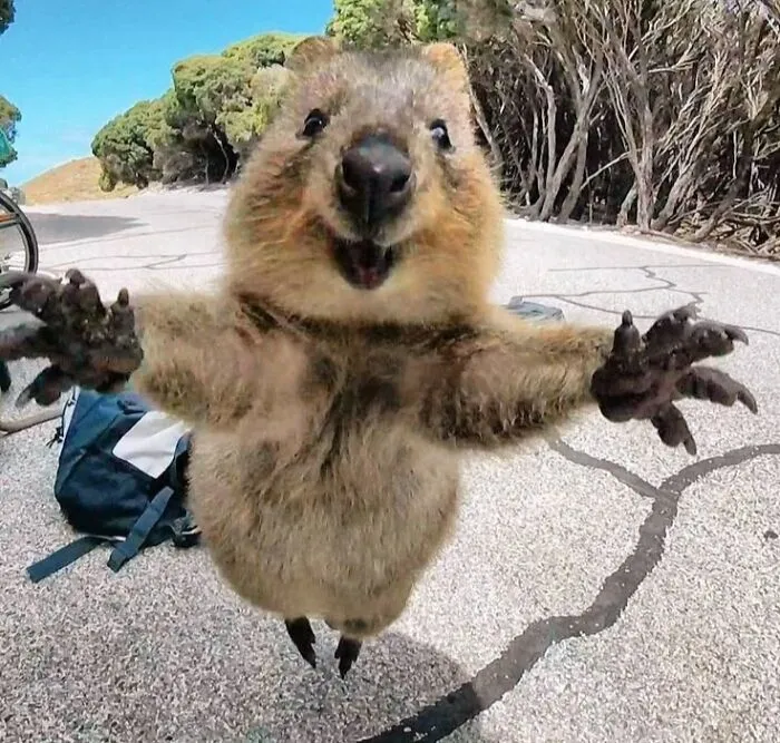 34 Personas que intentaron fotografiar a animales y terminaron con imágenes de pura comedia