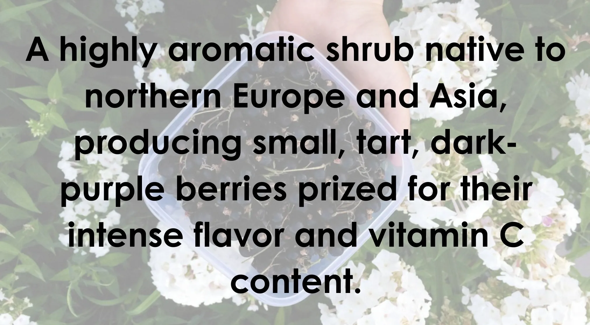 General Knowledge question about Words Ending In -ANT. A hand holds a container of dark berries against a floral background.