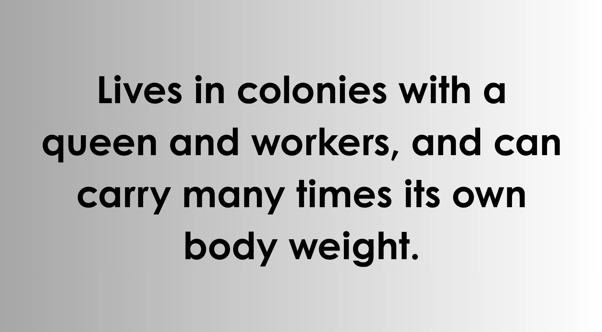 General Knowledge quiz on a gray background, asking to name a hardworking insect that lives in colonies and carries heavy loads.