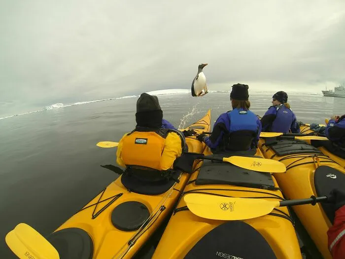 Pillamos a un pingüino saltando del agua y cayendo entre nuestro grupo