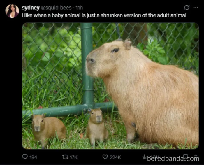 I Like When A Baby Animal Is Just A Shrunken Version Of The Adult Animal