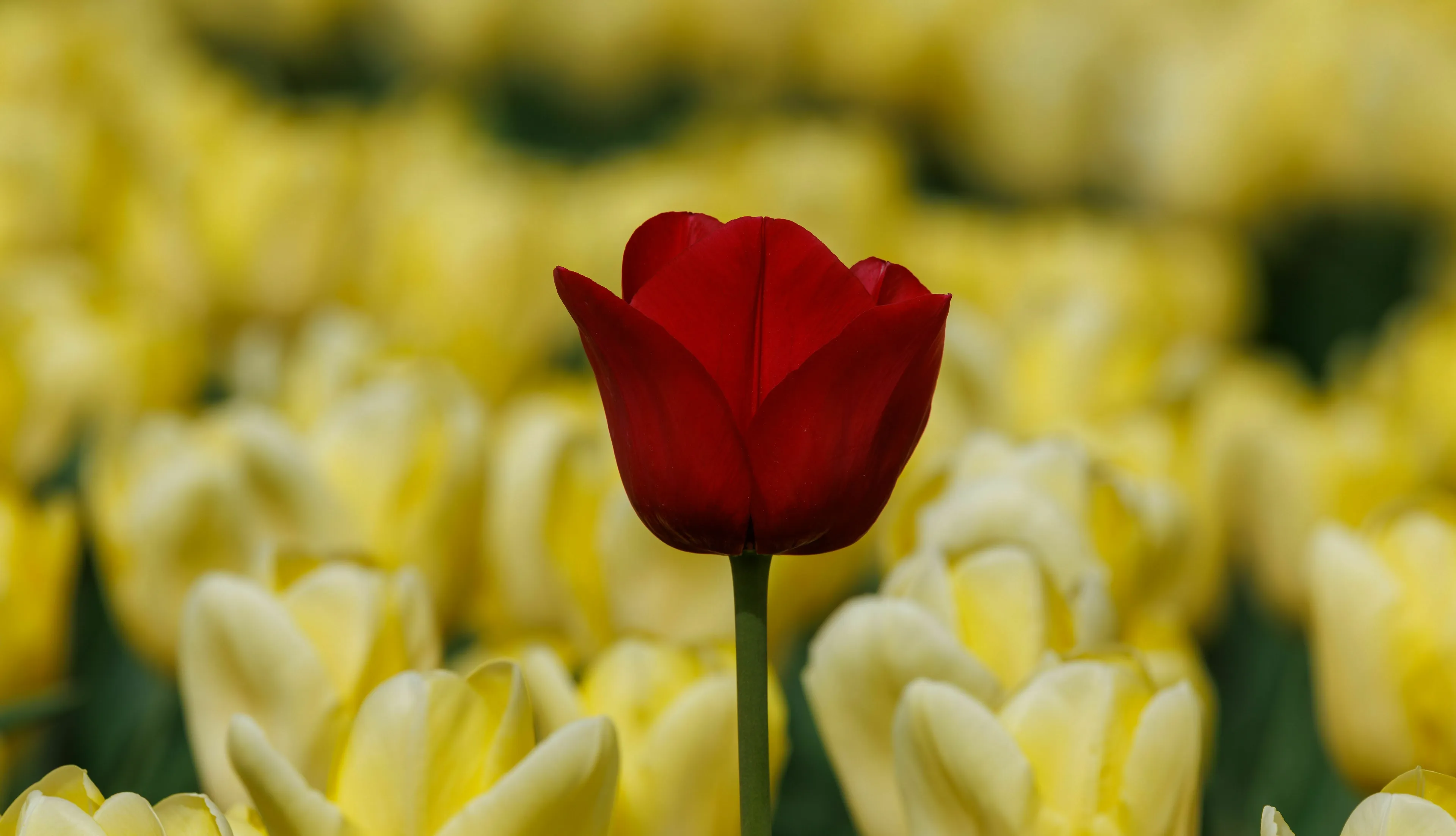 A single red tulip stands out among a field of yellow tulips, symbolizing standing out as a risk taker.