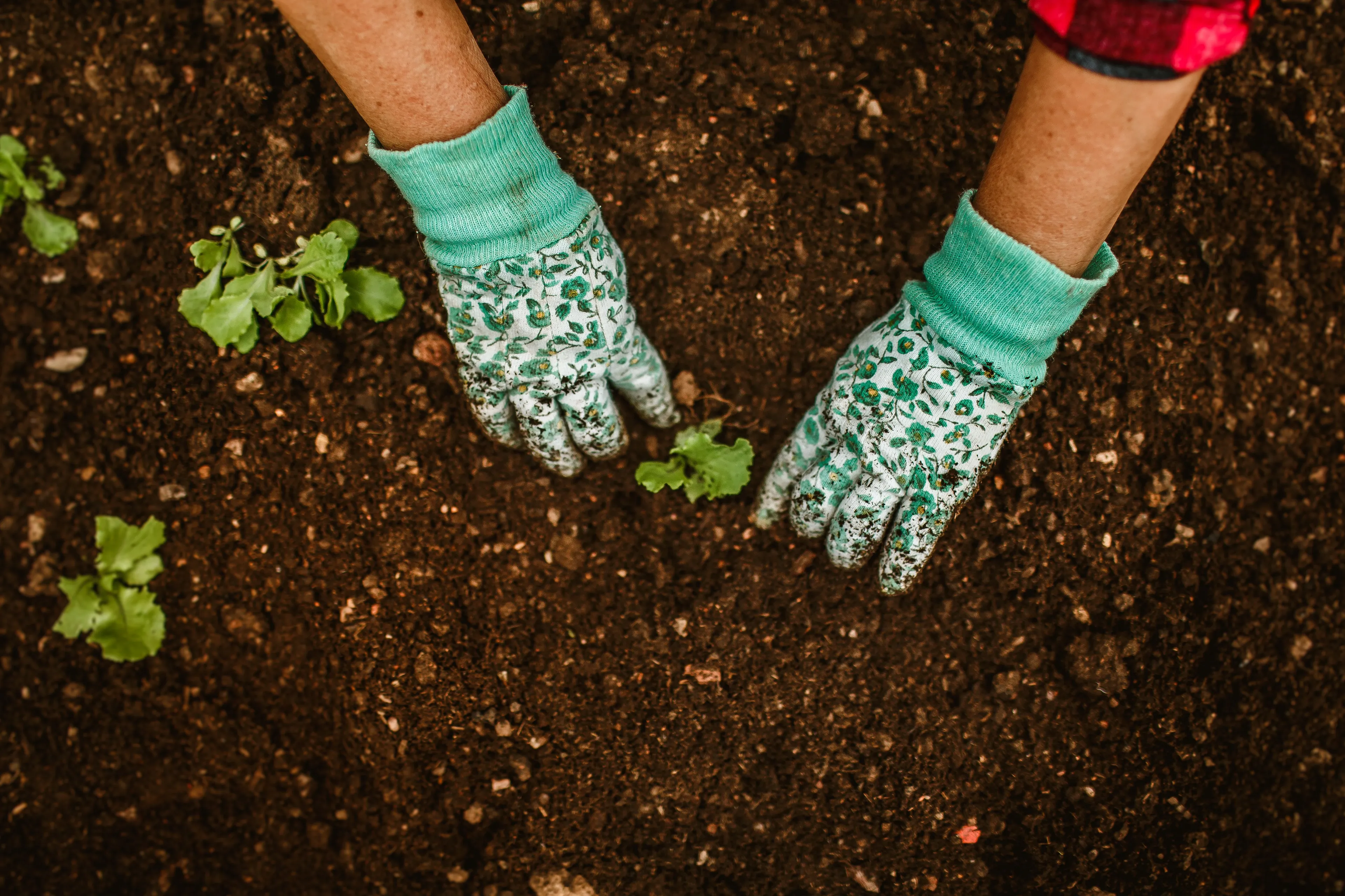 A person wearing gardening gloves plants a small seedling in rich, dark soil, showcasing the hobby of gardening.