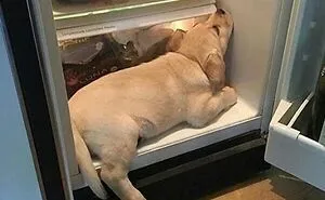 43 Animal Pics Shared By “Cute Emergency” For Your Daily Dose Of Cuteness