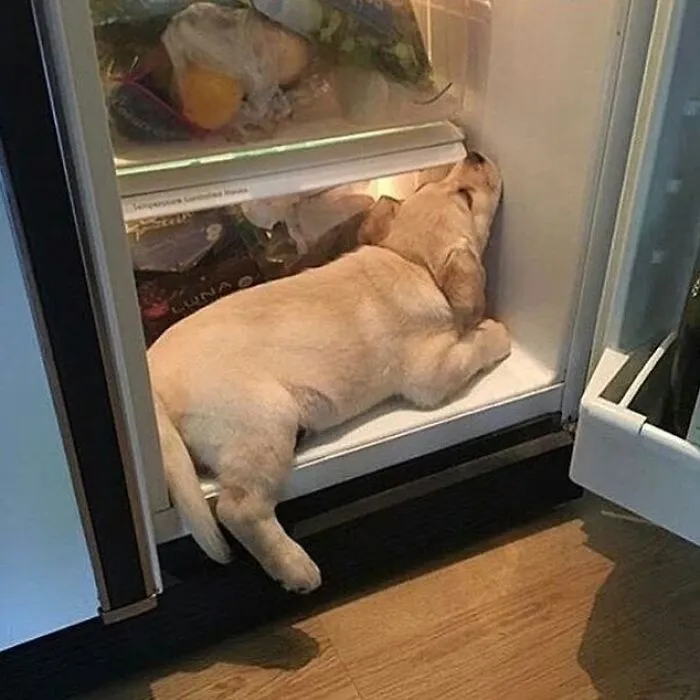 35 Fotos de animales para que tengas una sobredosis de ternura