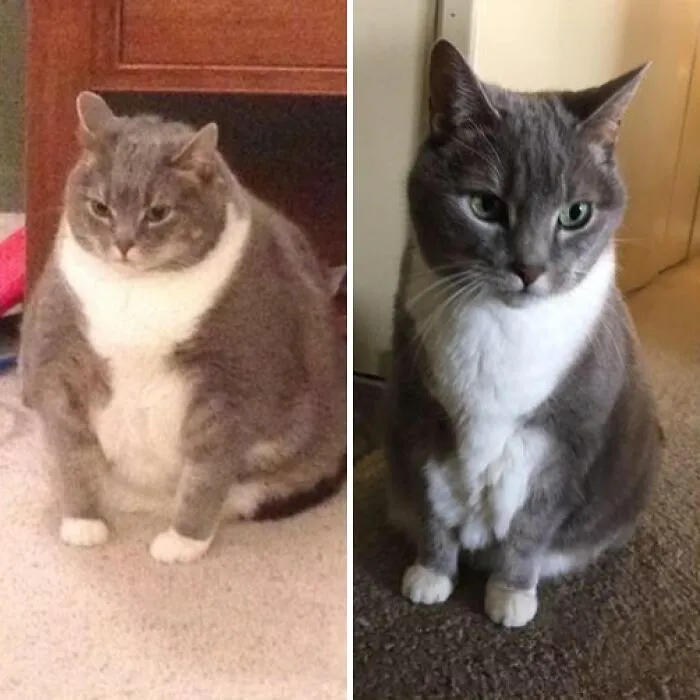M/07/1'3" [23lbs > 13lbs = 10lbs] Still A Bit To Go, But My Owner No Longer Refers To Me As His Chunky Boy!