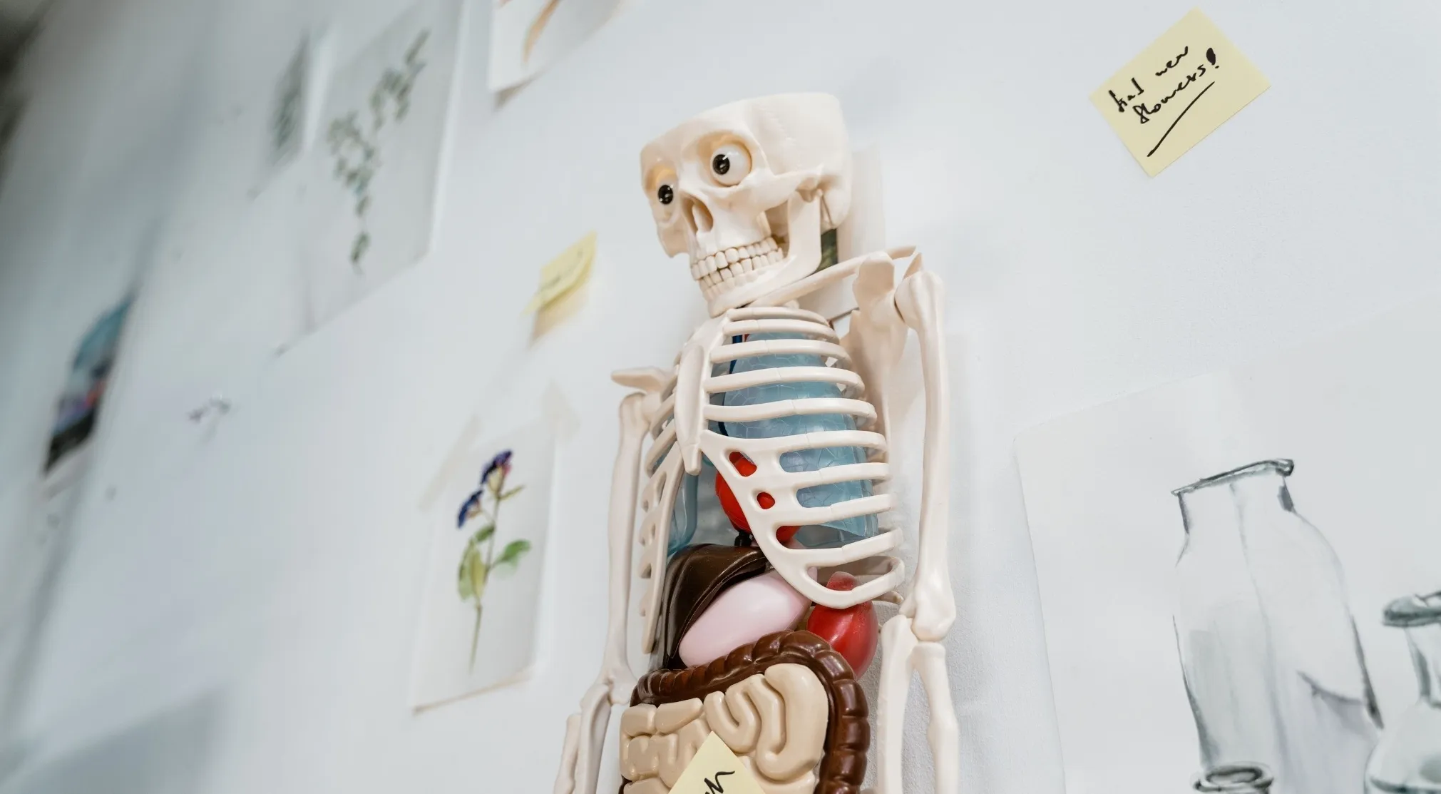 A human body skeleton model with organs visible inside, mounted on a white wall with sketches. Explore the hardest substance in the human body.