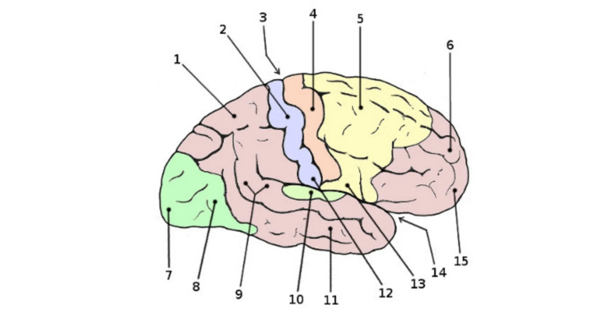 An illustration of the human body brain with different areas colored and numbered. This image is about the human body visual area.