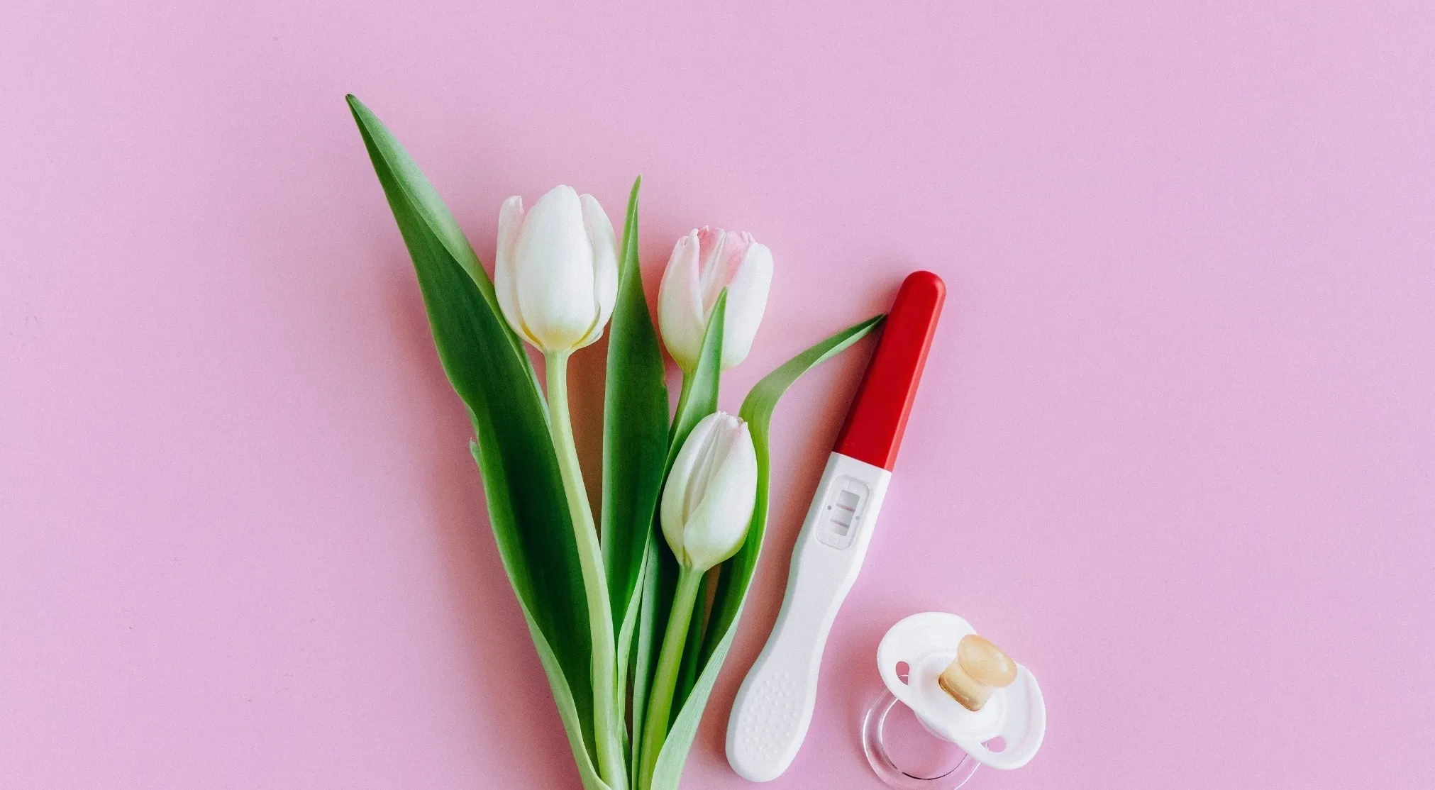 White tulips, a positive pregnancy test, and a pacifier on a pink background. Human body and fertility in women.