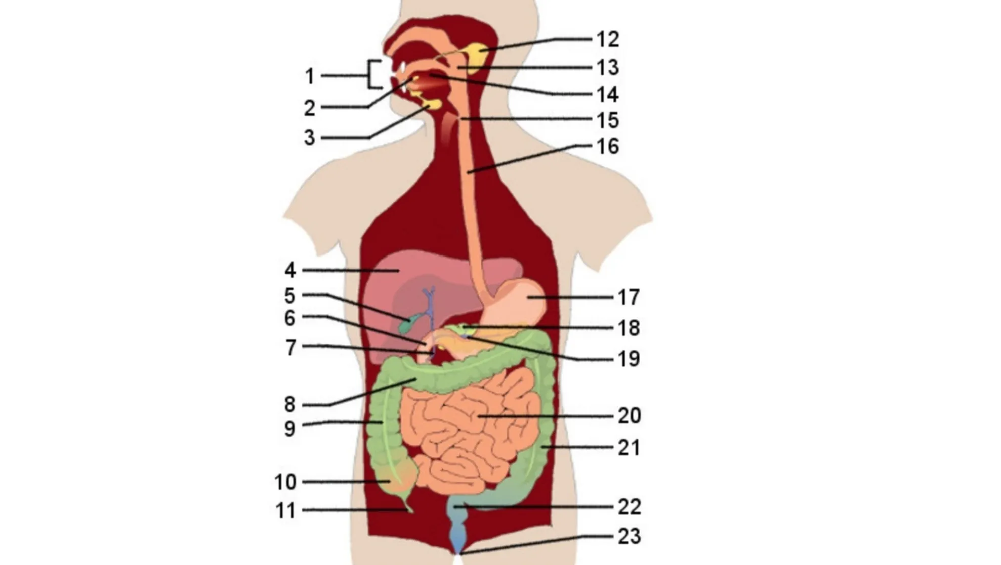 Diagram of human body digestive system. Number 10 points to the appendix, showing where the appendix is located.