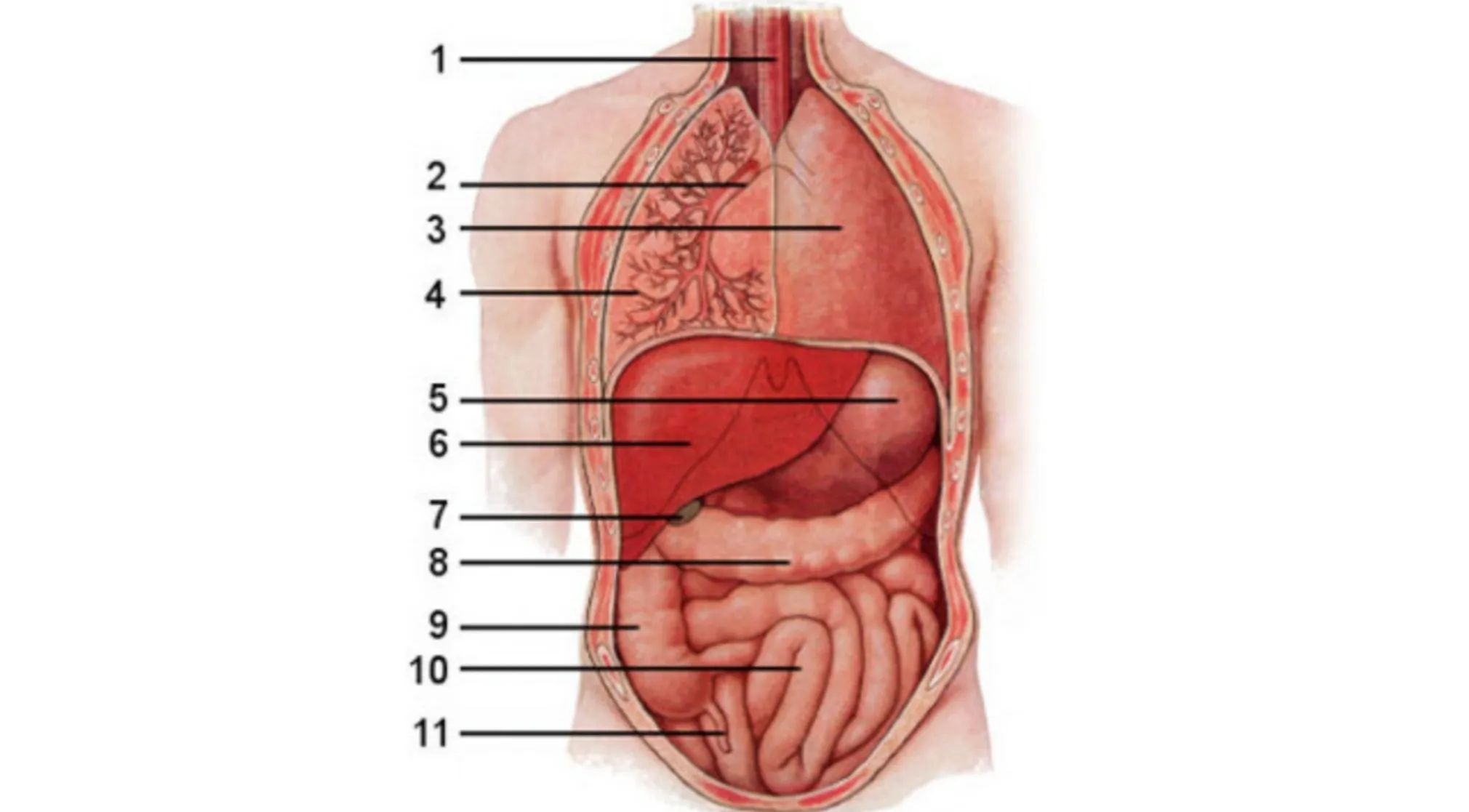 Anatomy diagram of the human body, displaying internal organs numbered 1-11. The liver is clearly marked by number 5.