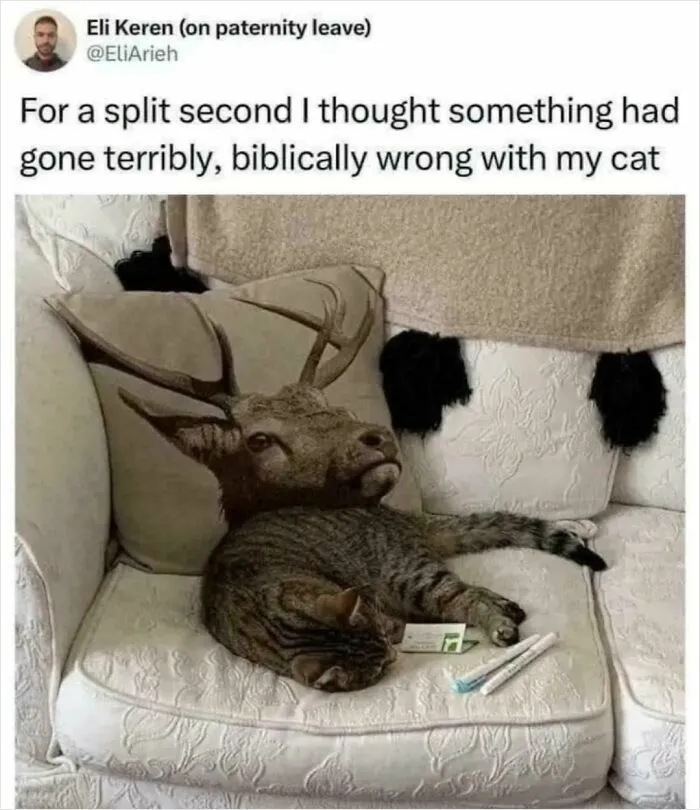 "For A Split Second I Thought Something Had Gone Terribly, Biblically Wrong With My Cat"
