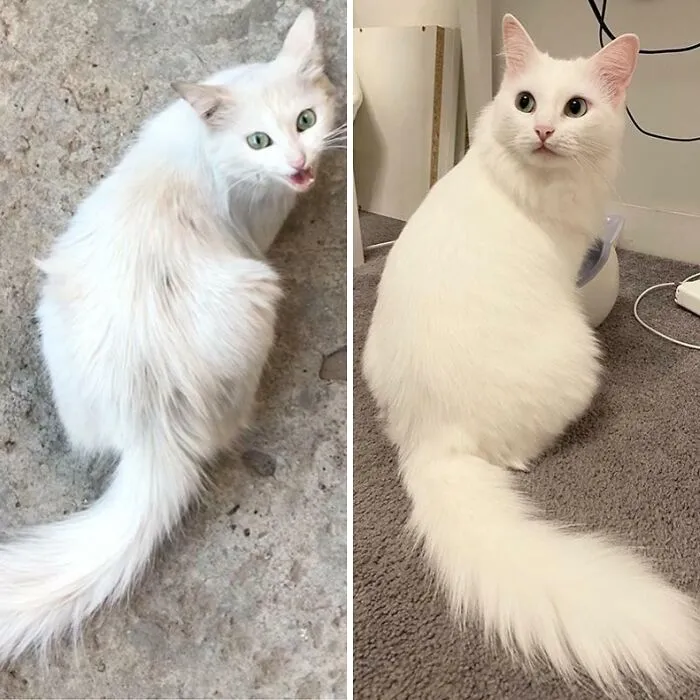 I Rescued The Cat Off The Street. Photos Before And After. One Year Difference