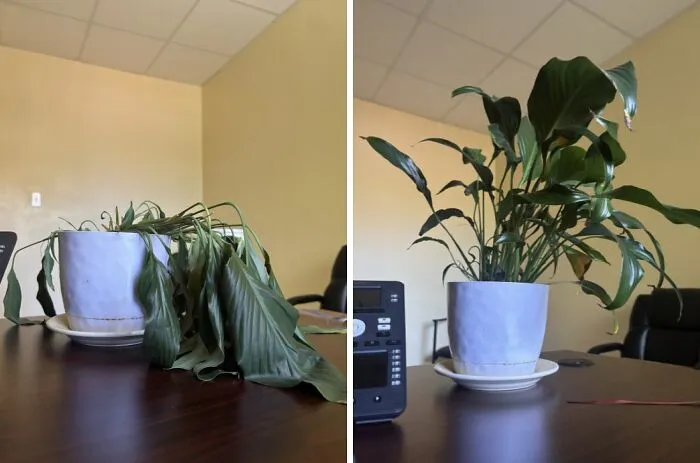 Before And After Watering My Plant Upon My Return To Work After Two Weeks