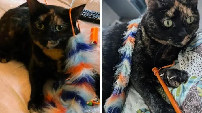 Cats Favorite Toy Before & After 6 Years Of Love