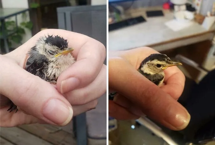 The Difference In Appearance Of This Nuthatch After I Found It vs. After A 2 Hour Nap In A Shoebox