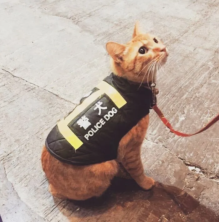 93 People Who Gained Anonymous Internet Fame By Proving That Common Sense Isn’t All That Common