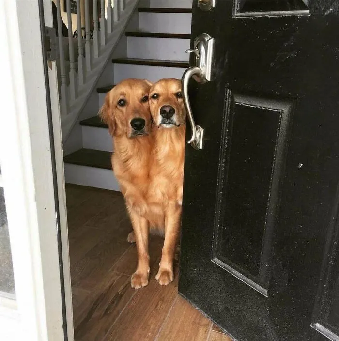 Dogs