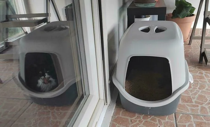 The Actual Schrodinger's Cat
