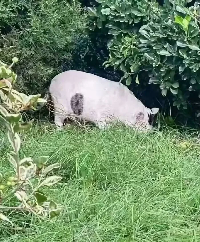 Cat Or Pig?