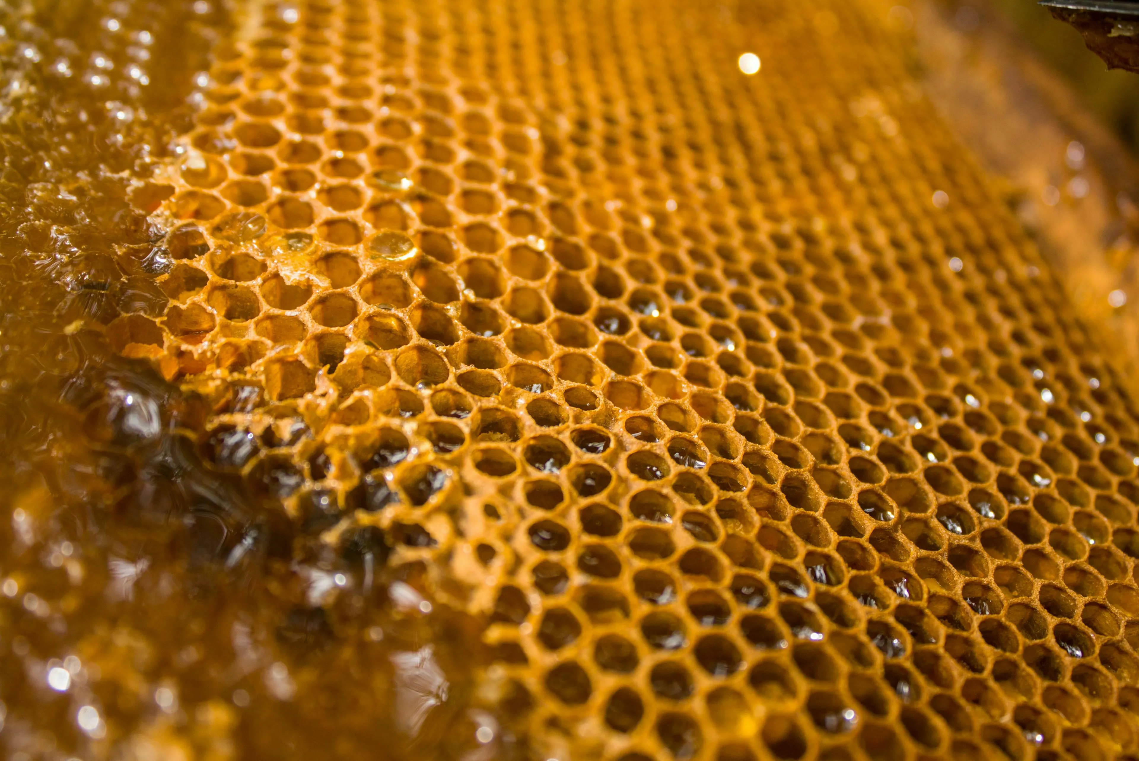 A close-up of a honeycomb with golden honey, showcasing the hexagonal cells where insects produce honey.