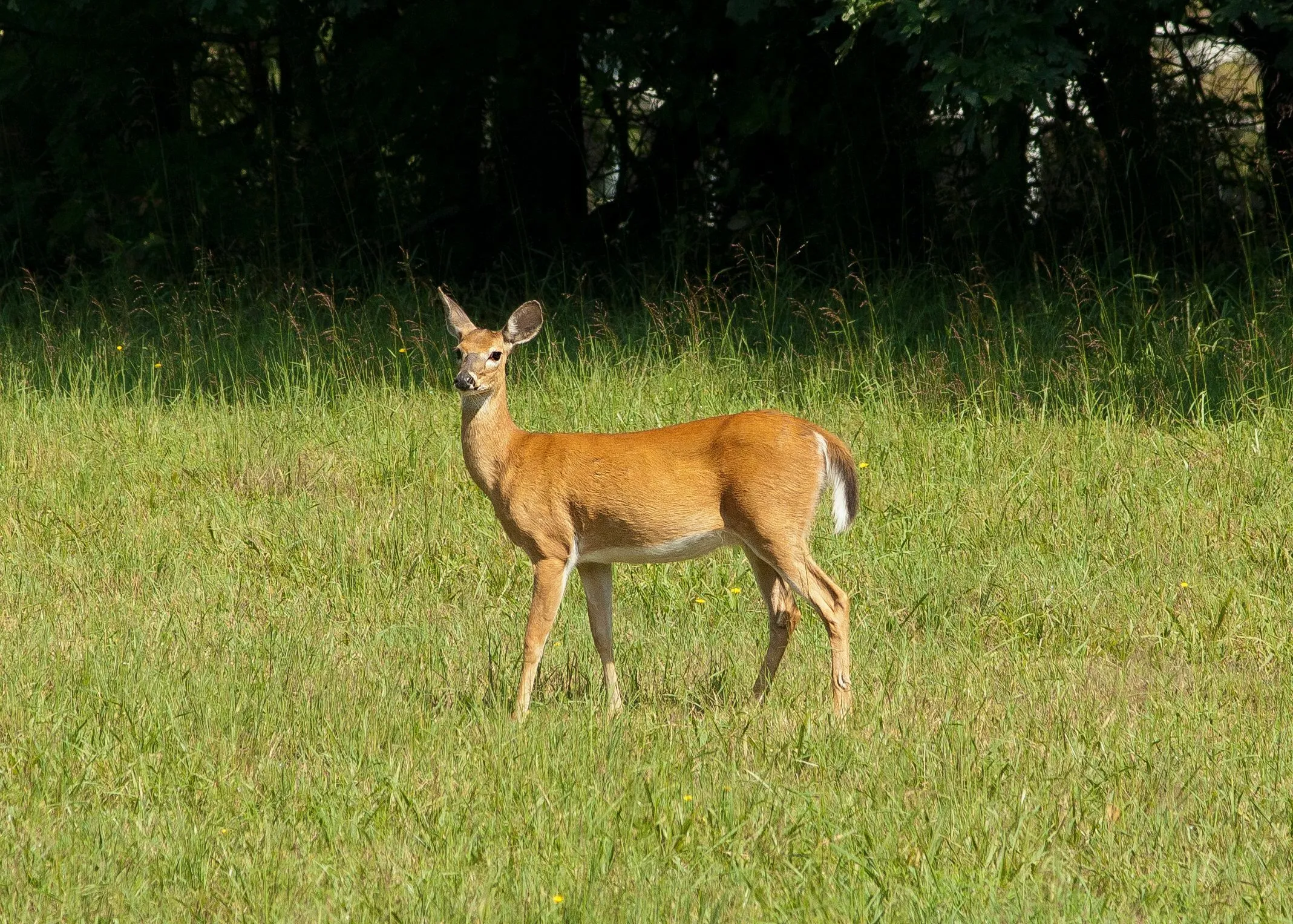 Three Letter General Knowledge Quiz: A female deer stands in a grassy field looking at the camera.