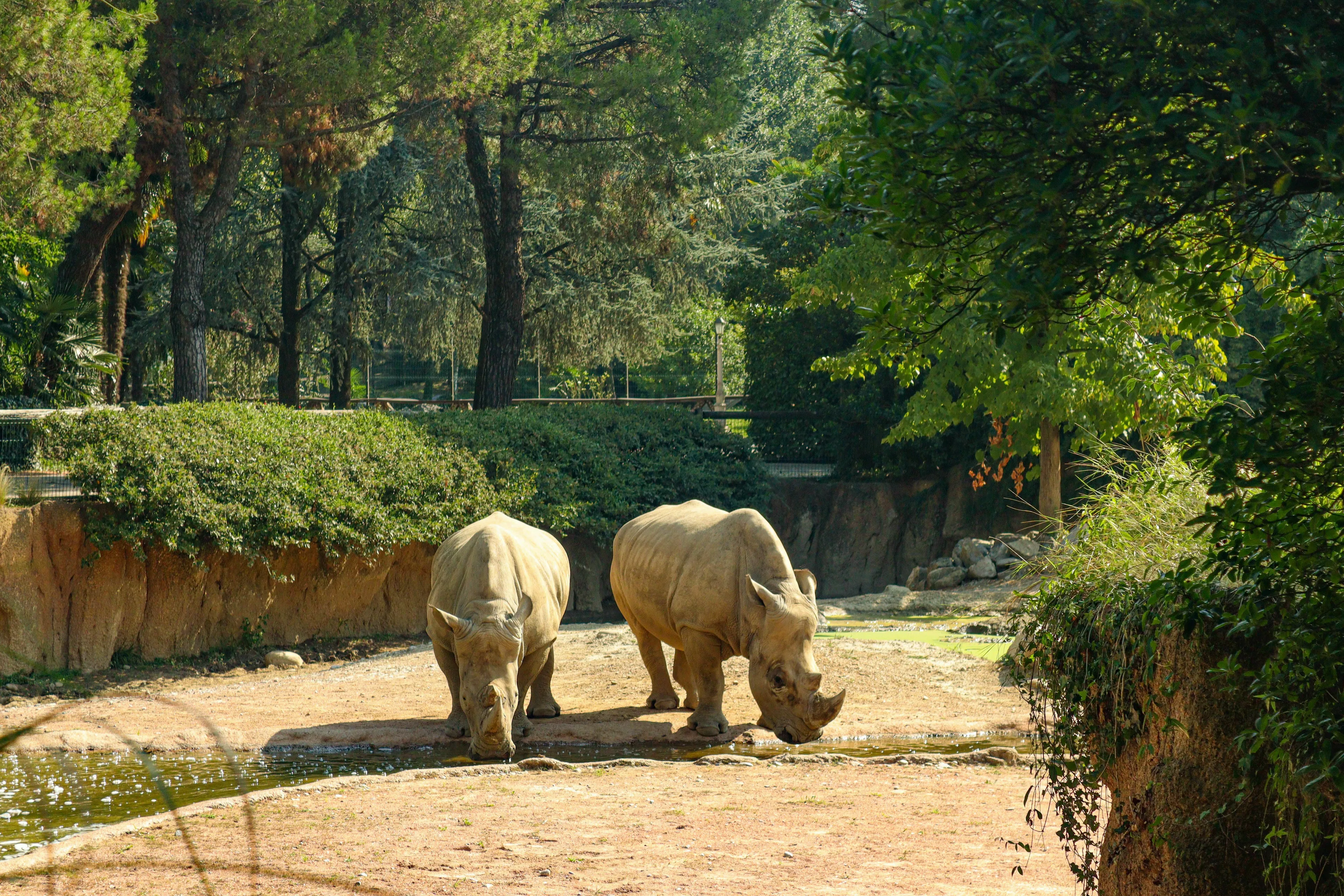 Three Letter General Knowledge Quiz: Two rhinoceroses in a zoo enclosure, drinking water.