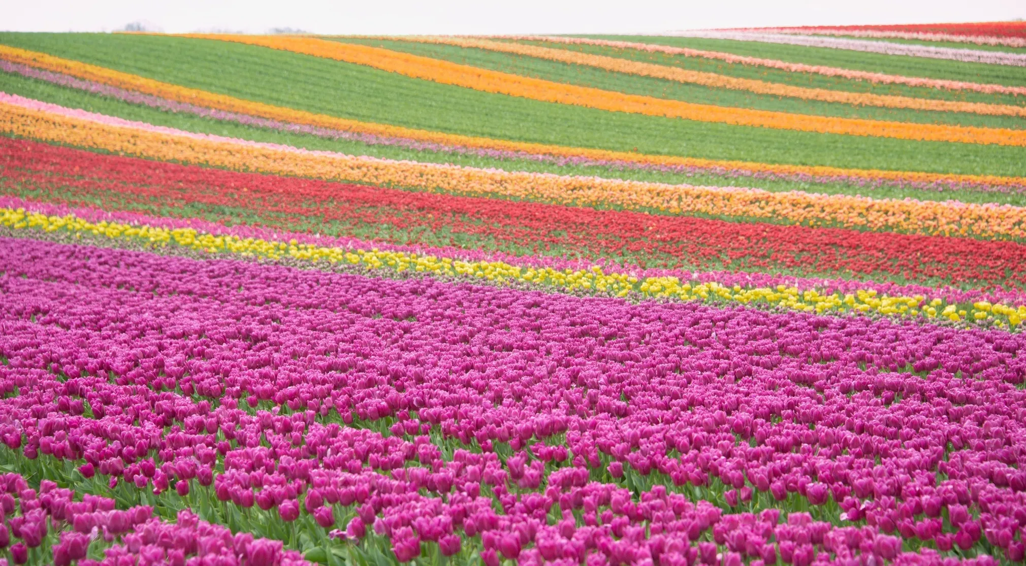 Vibrant tulip fields in Europe, showing rows of purple, yellow, red, orange, and green blooms stretching across the landscape.