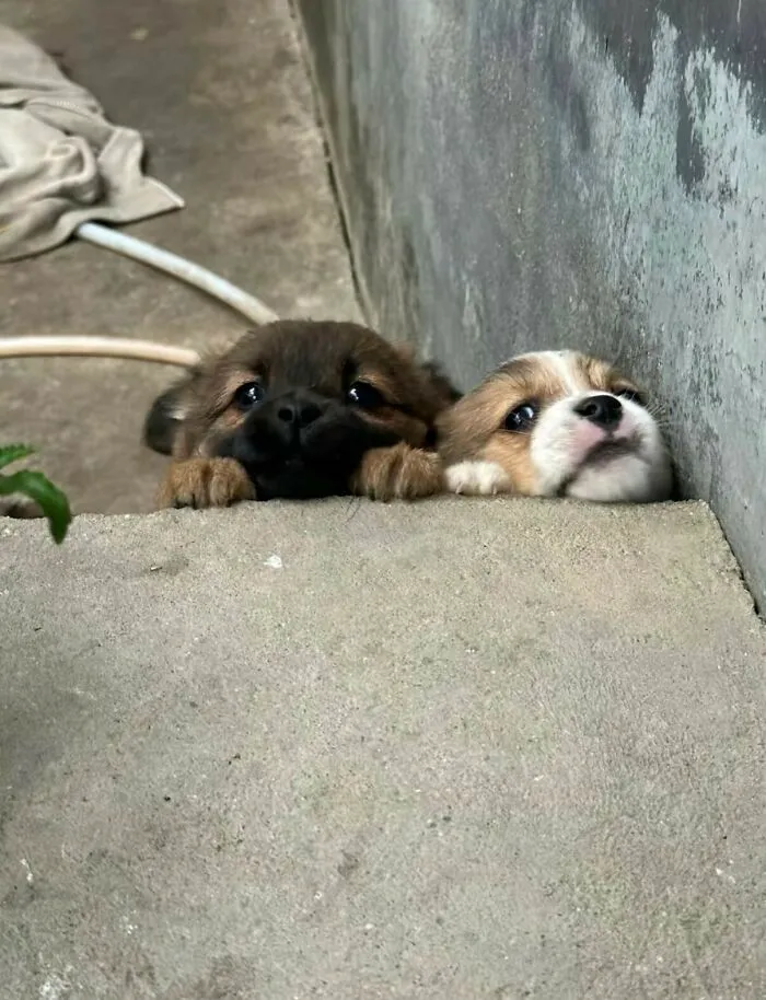64 Wholesome Animal Photos Shared By This Page That Might Make You Smile Without Even Trying