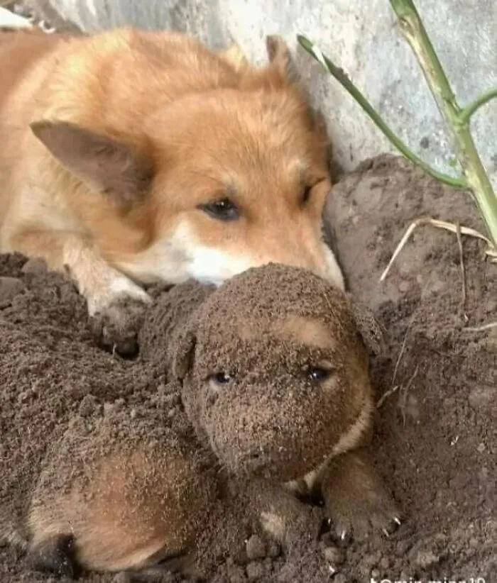 64 Wholesome Animal Photos Shared By This Page That Might Make You Smile Without Even Trying