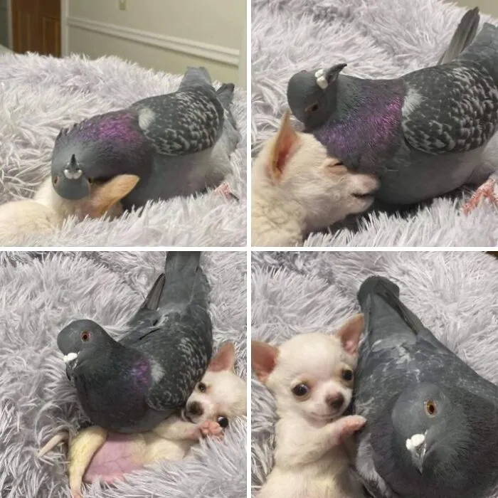 64 Wholesome Animal Photos Shared By This Page That Might Make You Smile Without Even Trying