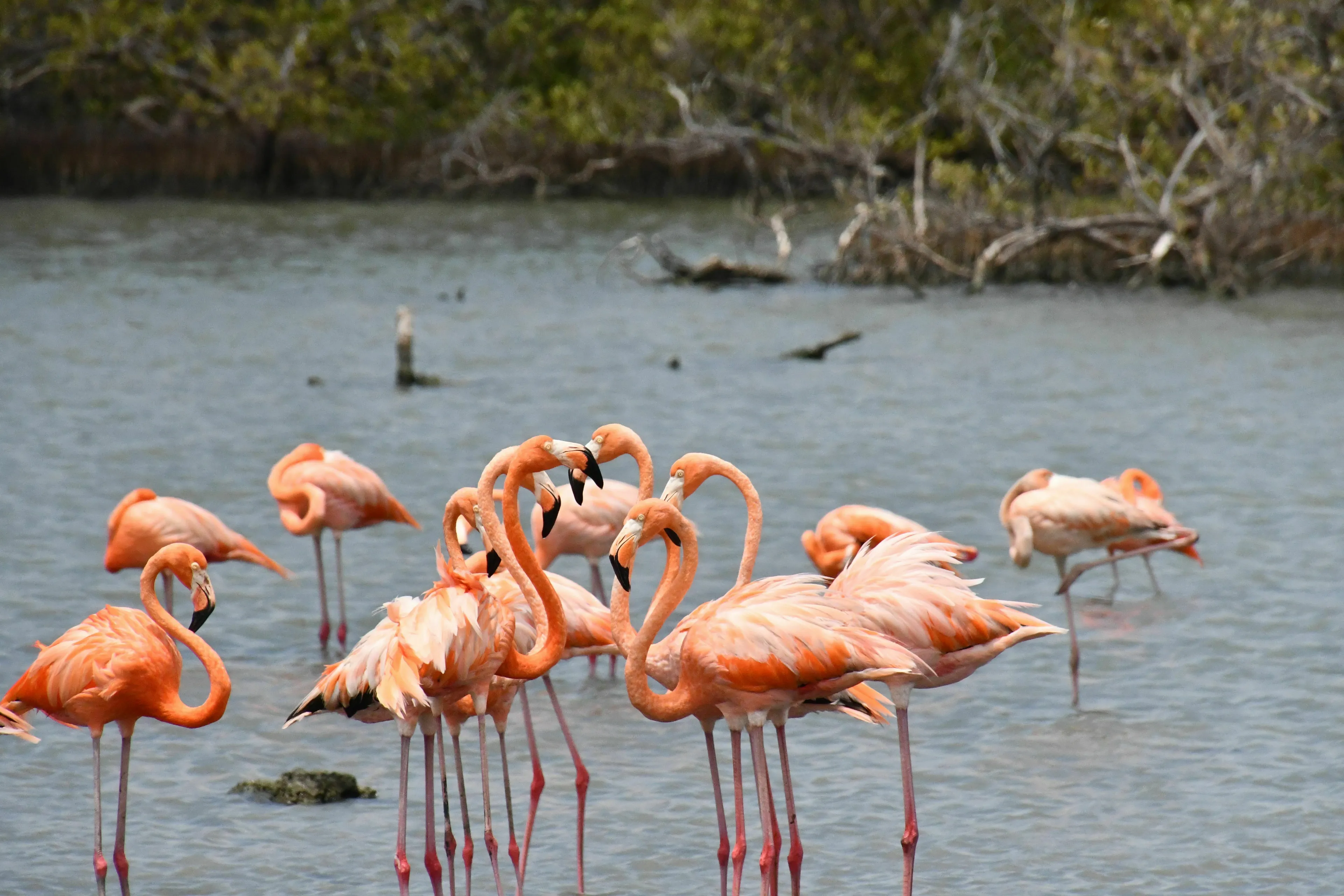 A group of flamingos wading in shallow water, featured in the Match The Answer To The Question game.