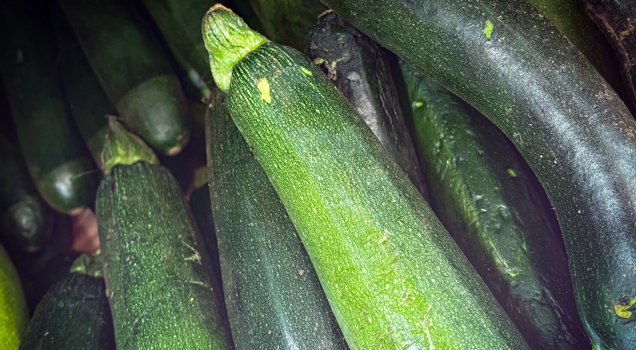 Close-up of fresh green zucchini, useful for a Spelling Bee quiz to fix incorrect spelling of the word.