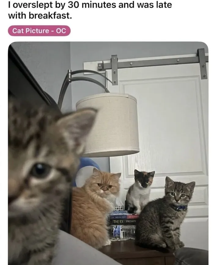 This Community Shared 42 Hilarious Cat Moments That Perfectly Capture Their Weirdness (New Pics)