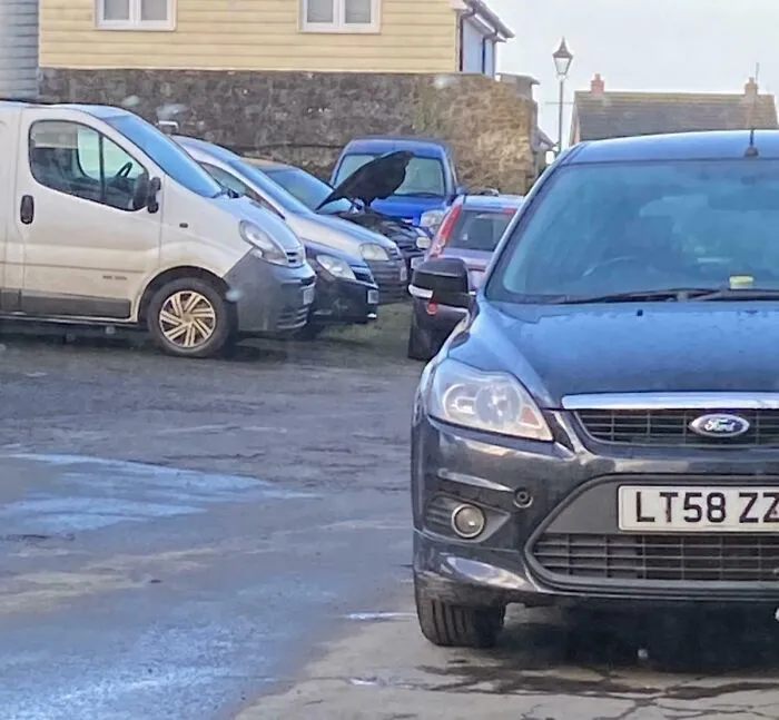 Giant Blackbird, Or Open Car Hood?