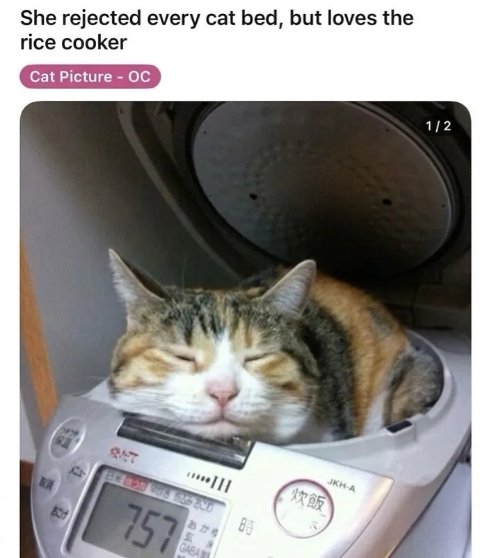 This Community Shared 42 Hilarious Cat Moments That Perfectly Capture Their Weirdness (New Pics)