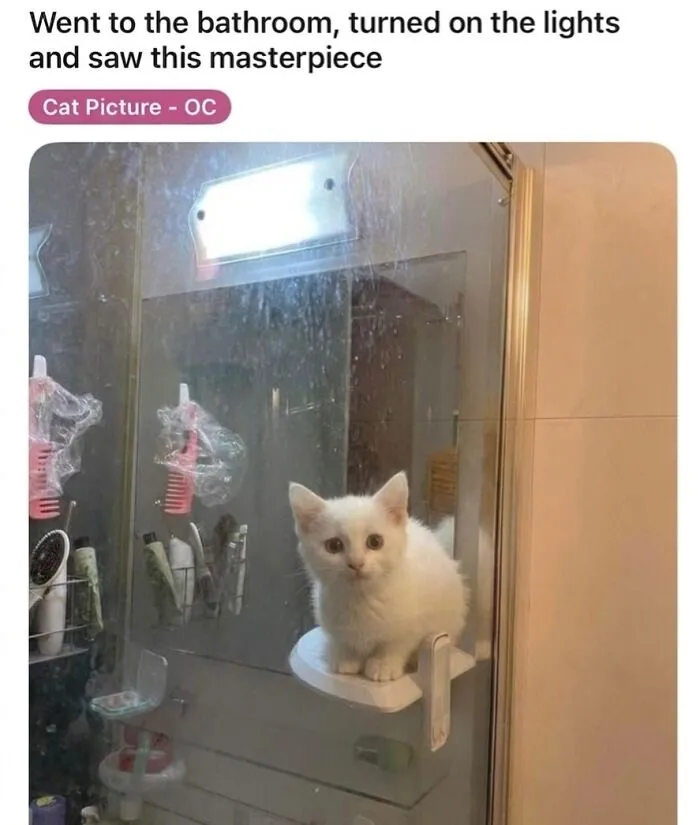 This Community Shared 42 Hilarious Cat Moments That Perfectly Capture Their Weirdness (New Pics)