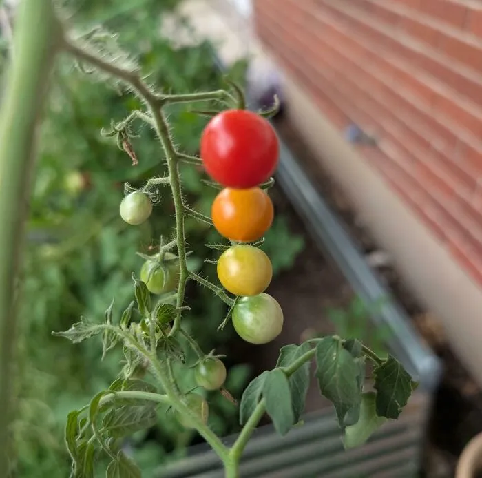 This Gradient Of Tomatoes From My Garden