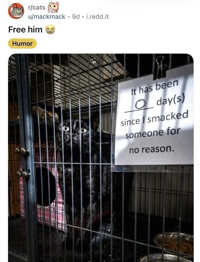 This Community Shared 42 Hilarious Cat Moments That Perfectly Capture Their Weirdness (New Pics)