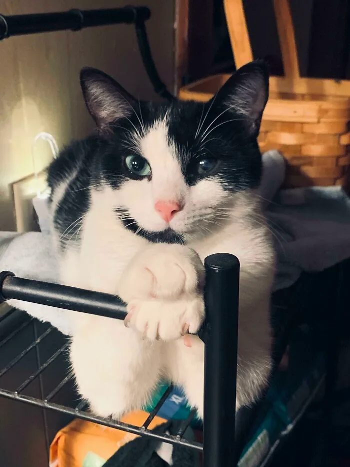 My Husband Who Can’t Hold A Camera Steady And Has All Of 6 Photos On His Phone Took This Perfectly Posed Picture Of Our Cat. I’m A Photographer And 100% Jealous