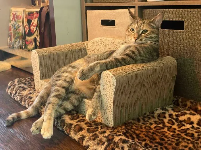 Un gato perezoso se reclina en su silla de cartón, creando una adorable comedia de animales.