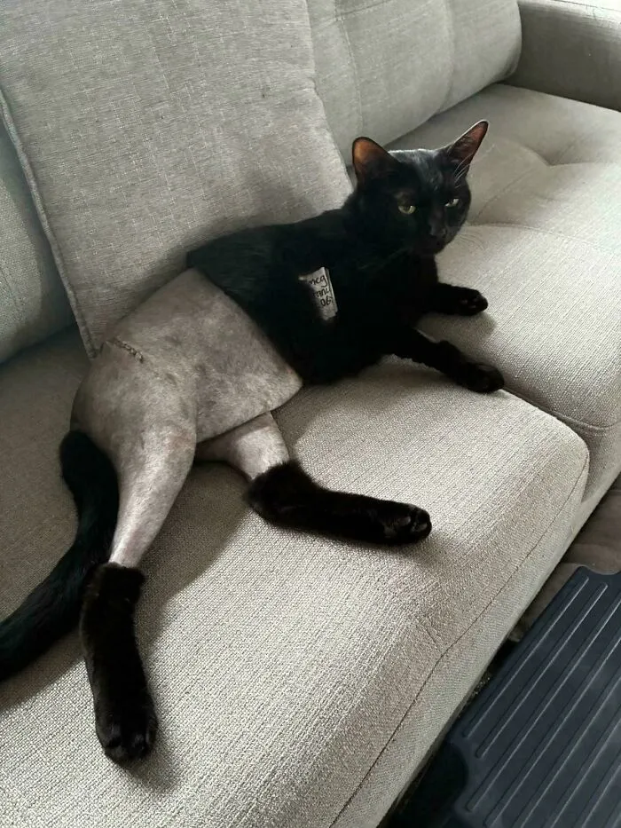 Void Went To The Vet, Left His Trousers Behind