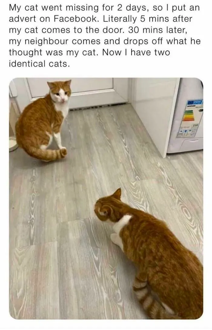 Neighbor Brings Owner Identical Cat