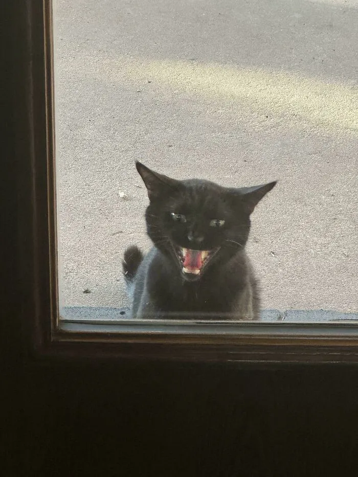 Black cat meowing outside through glass door